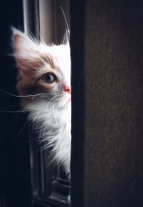 Prevenir Alergia a Pelos Animais
