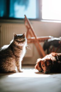 Dicas para Prevenir Alergias a Pelos de Animais